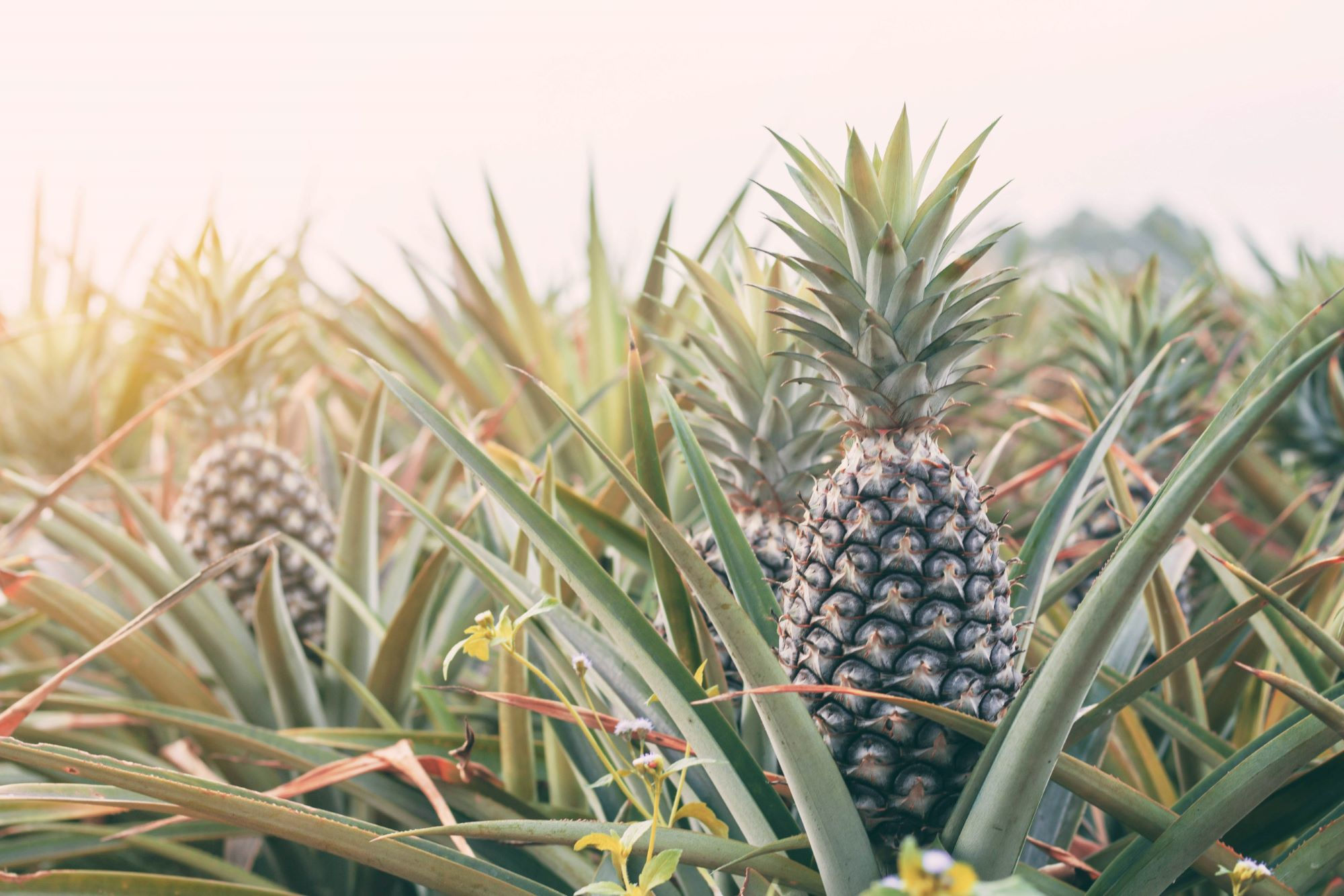 Piña – EXIBANECU | Exportación de Frutas y Verduras de Calidad desde ...