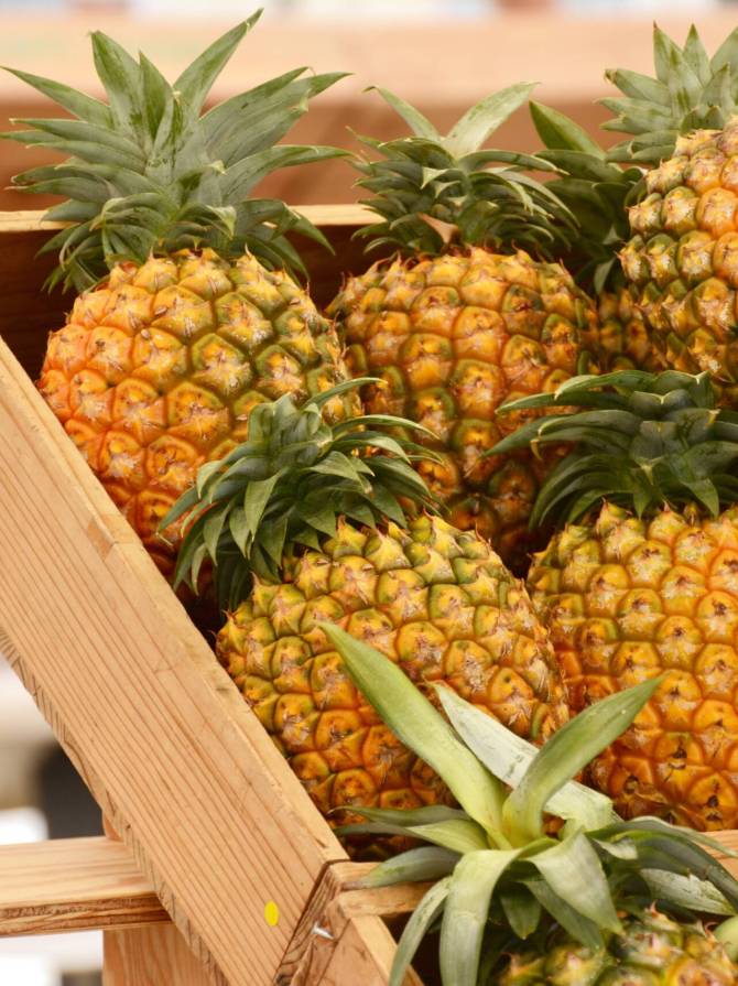 pineapples-2023-11-27-05-14-27-utc pineapples-2023-11-27-05-14-27-utc